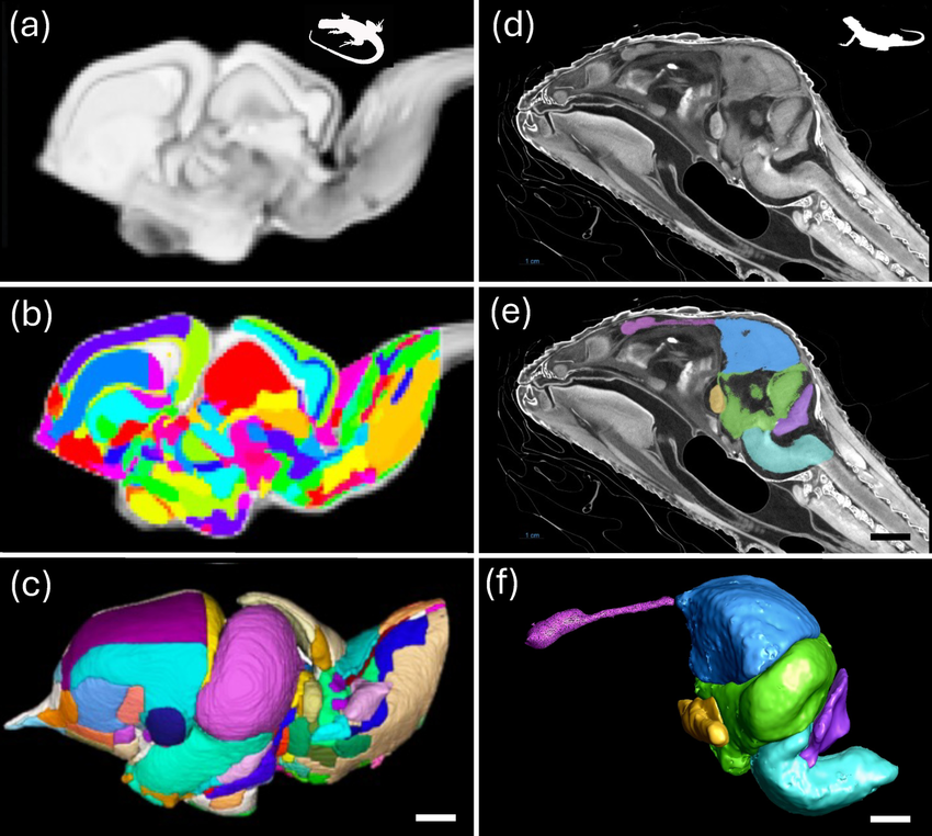 Bearded Dragons Brain http://dx.doi.org/10.1002/ar.25566